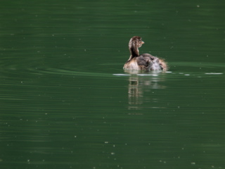 DSCN4302.jpg