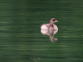 DSCN4306.jpg