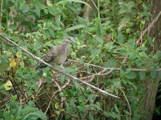 DSCN4627.jpg