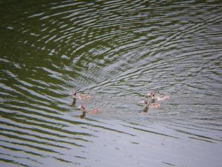 DSCN4679.jpg