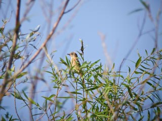 DSCN4726.jpg