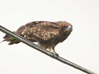 DSCN4955.jpg