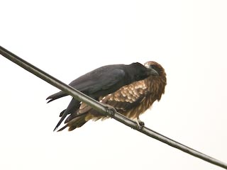 DSCN4960.jpg