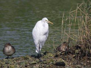 IMG_0439.jpg