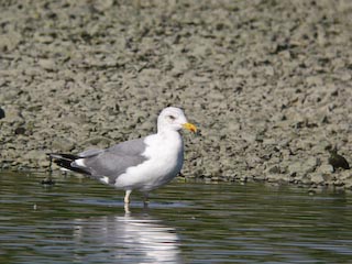 IMG_0533.jpg