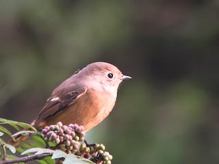 IMG_0694.jpg