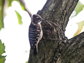 IMG_0055.jpg