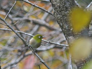 IMG_0132.jpg