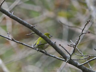 IMG_0135.jpg