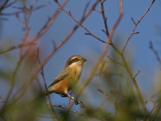 IMG_0227.jpg
