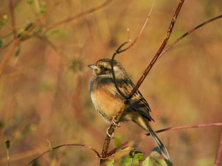 IMG_0261.jpg