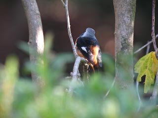 IMG_0491.jpg