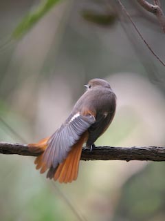 IMG_0584.jpg