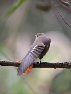 IMG_0585.jpg