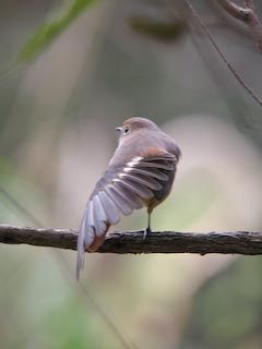 IMG_0586.jpg