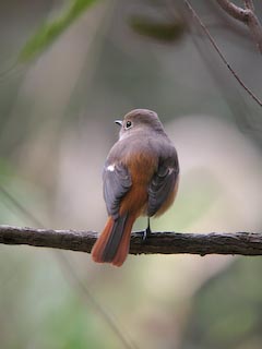 IMG_0590.jpg
