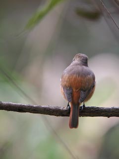 IMG_0595.jpg