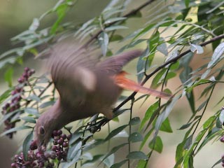 IMG_1179.jpg