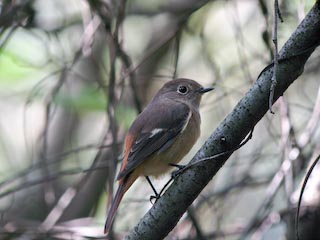 IMG_1223.jpg