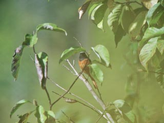 IMG_1239.jpg