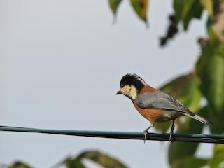 IMG_1266.jpg
