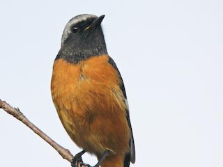 IMG_1533.jpg
