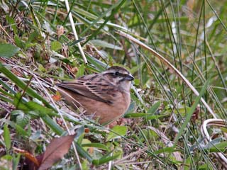 IMG_1827.jpg