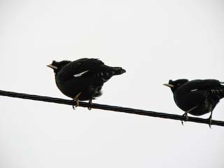 IMG_1921.jpg