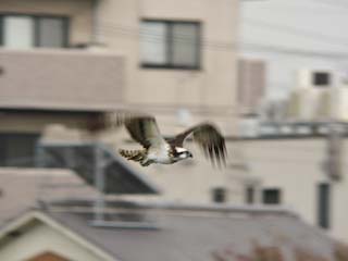 IMG_2190.jpg