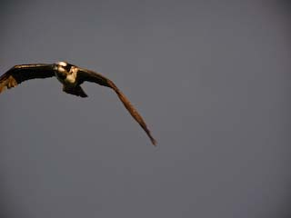 IMG_2260.jpg