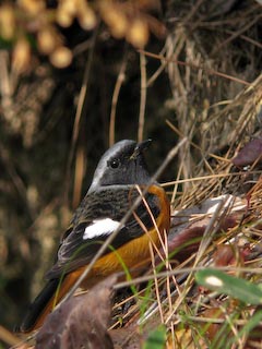 IMG_0660.jpg
