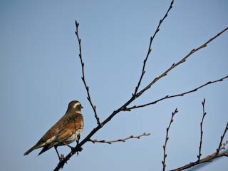 IMG_1023.jpg