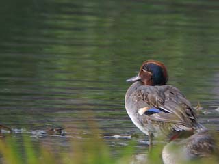 IMG_1261.jpg
