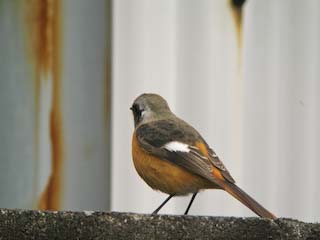 IMG_1343.jpg