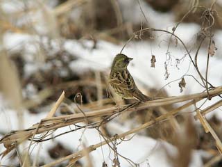 IMG_0600.jpg