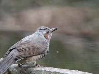 IMG_2374.jpg