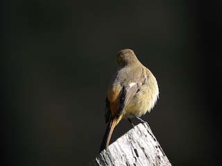 IMG_2858.jpg