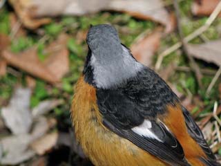 IMG_3171.jpg