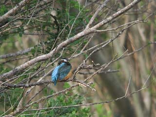 IMG_1466.jpg