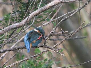IMG_1496.jpg