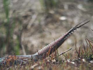 IMG_1598.jpg