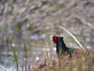 IMG_1605.jpg