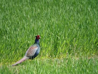 IMG_1617.jpg