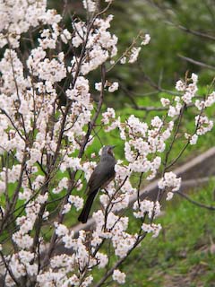 IMG_2619.jpg