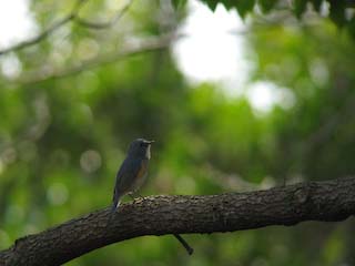 IMG_2833.jpg