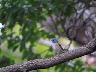 IMG_2951.jpg