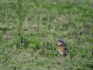 IMG_3329.jpg