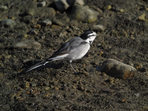 img_1810 img_1810