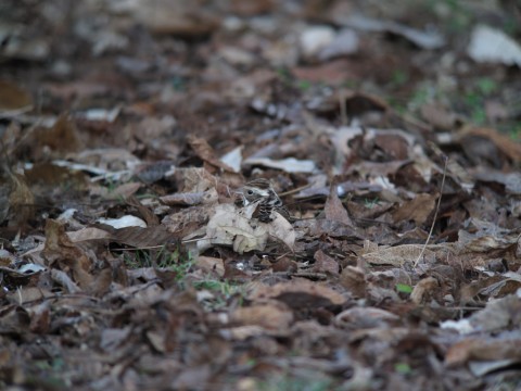 img_5838 img_5838