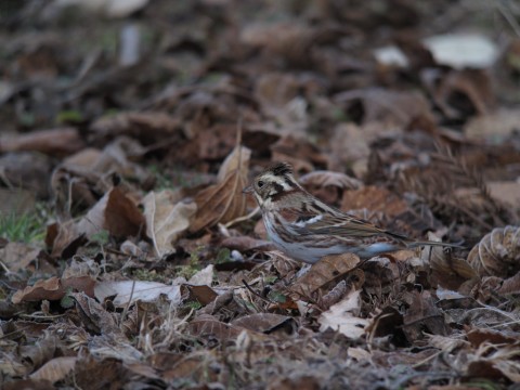 img_5964 img_5964
